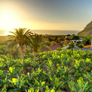 Bananenplantage, La Palma, Tazacorte