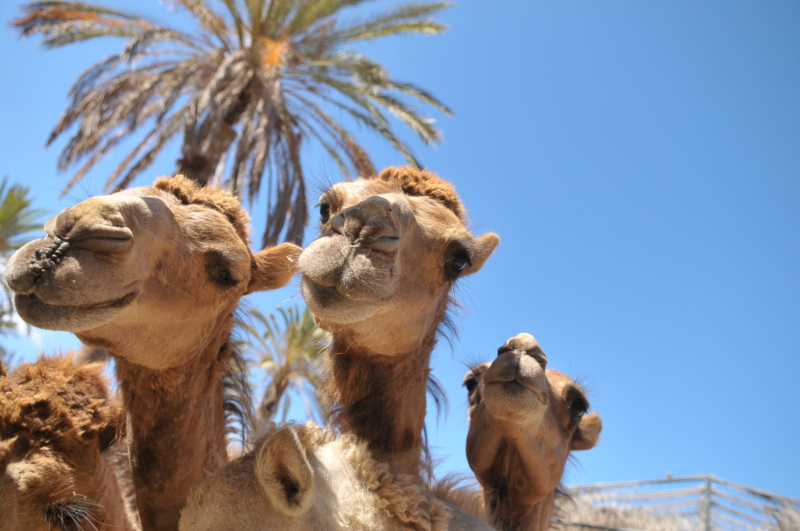 Kamele, Oasis Park, Parks auf Gran Canaria