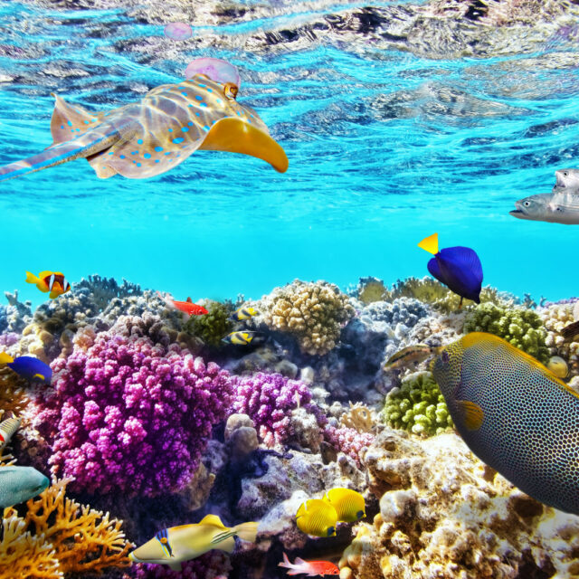 Ägypten Urlaub: die faszinierende Unterwasserwelt