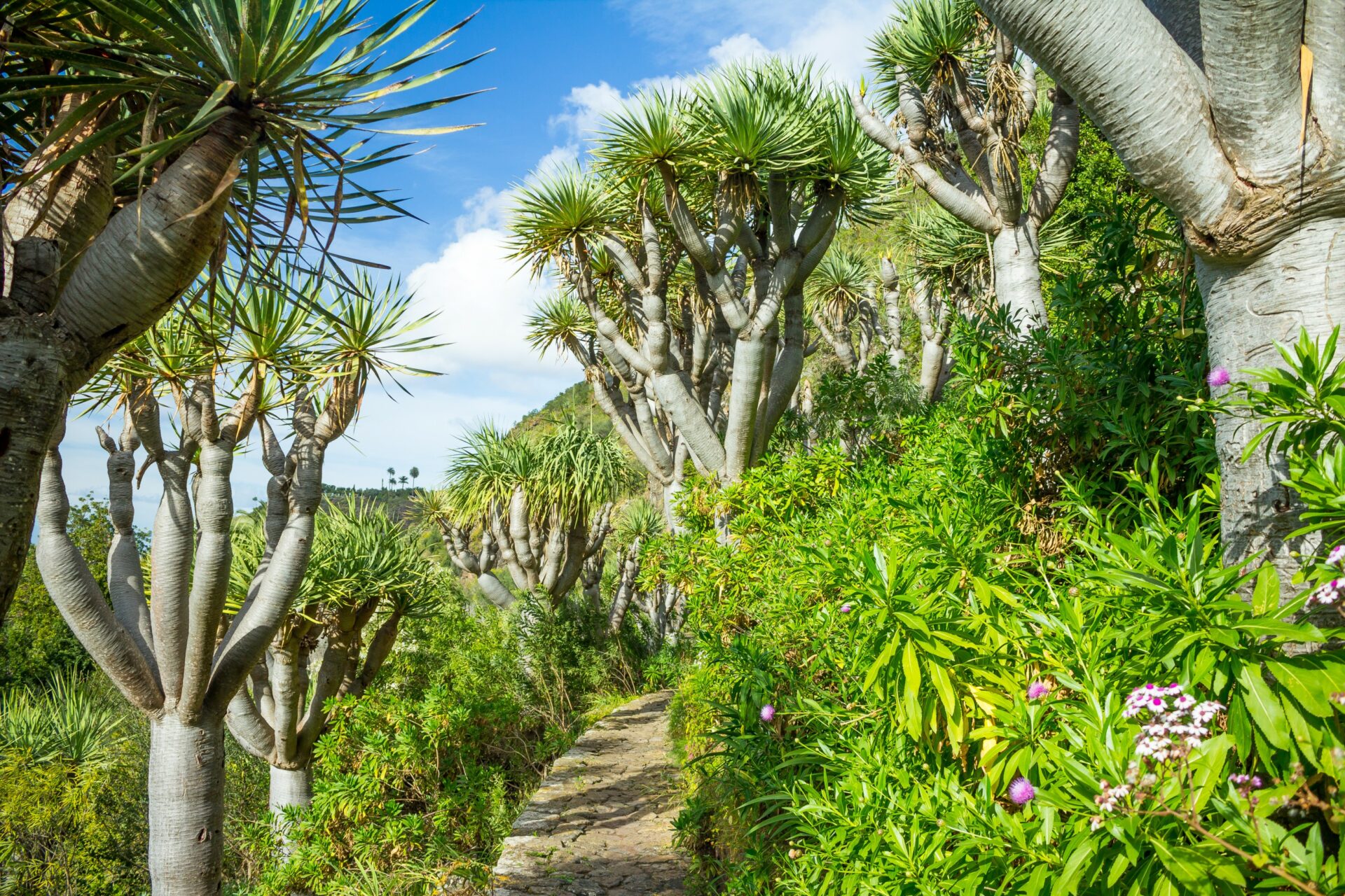 Botanischer Garten, Jardin Botanico Canario, Gran Canaria