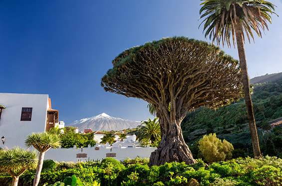 Teneriffe_El_Teide_mit_Schneegipfel, Drachenbaum, El Drago