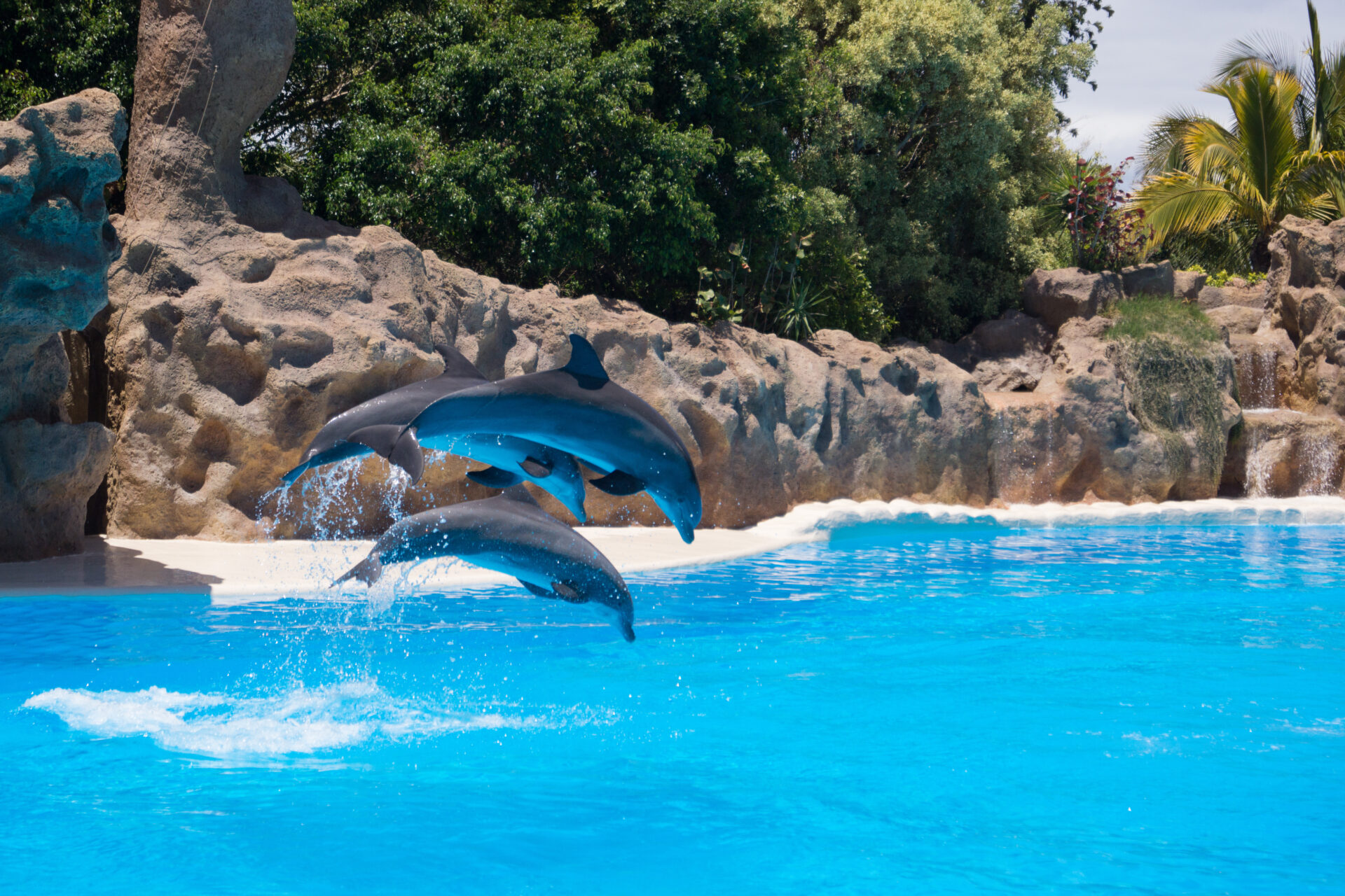 Loro Parque, Delfine