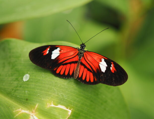 Mariposario del Drago, Schmetterlingspark