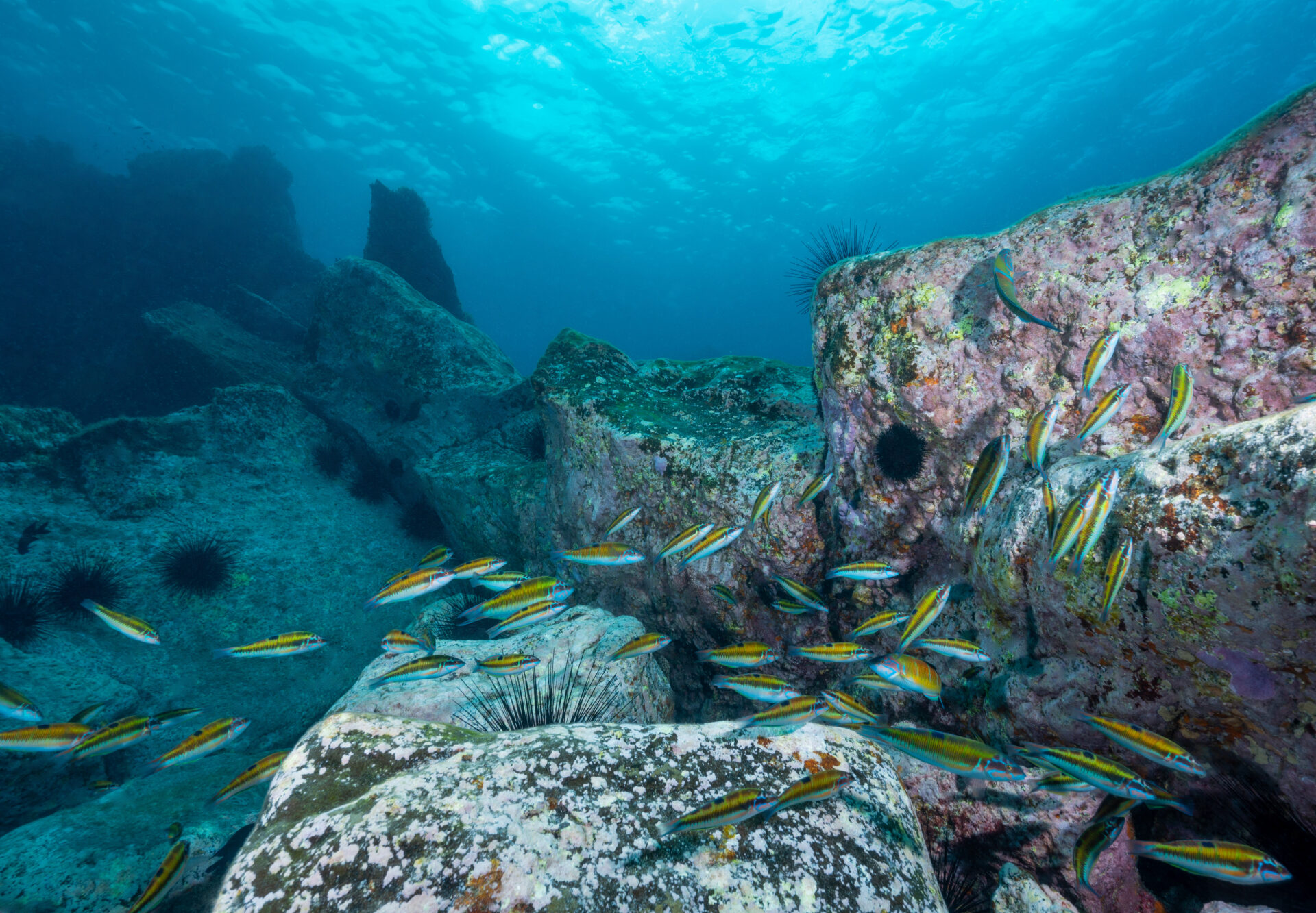 Tauchen, Schnorcheln, Fische, Tauchen und Schnorcheln auf Teneriffa, Tauchen + Schnorcheln auf Fuerteventura