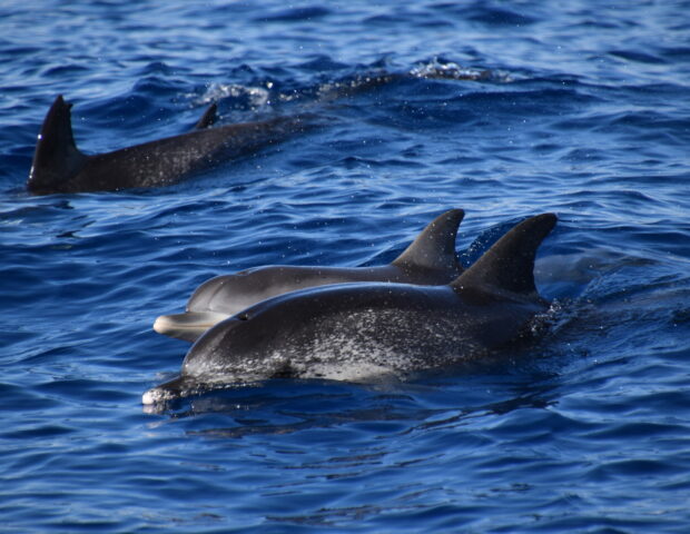 Spotted dolphins, Delfine, Wal- und Delfinbeobachtung