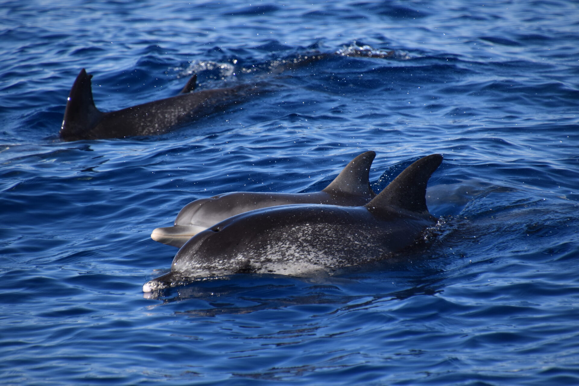 Spotted dolphins, Delfine, Wal- und Delfinbeobachtung