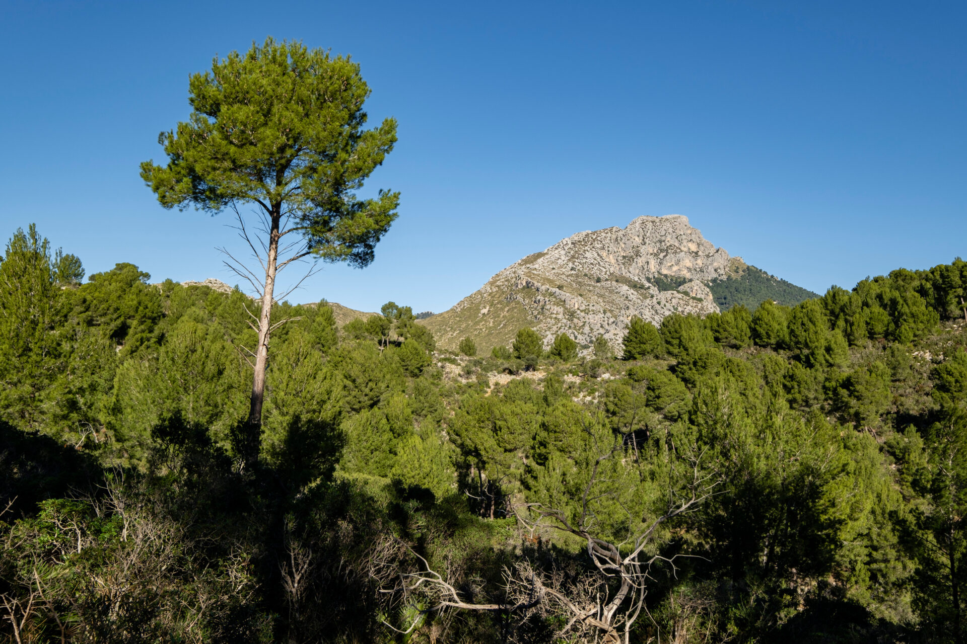 Wandern zum Gipfel Puig de Galatzó