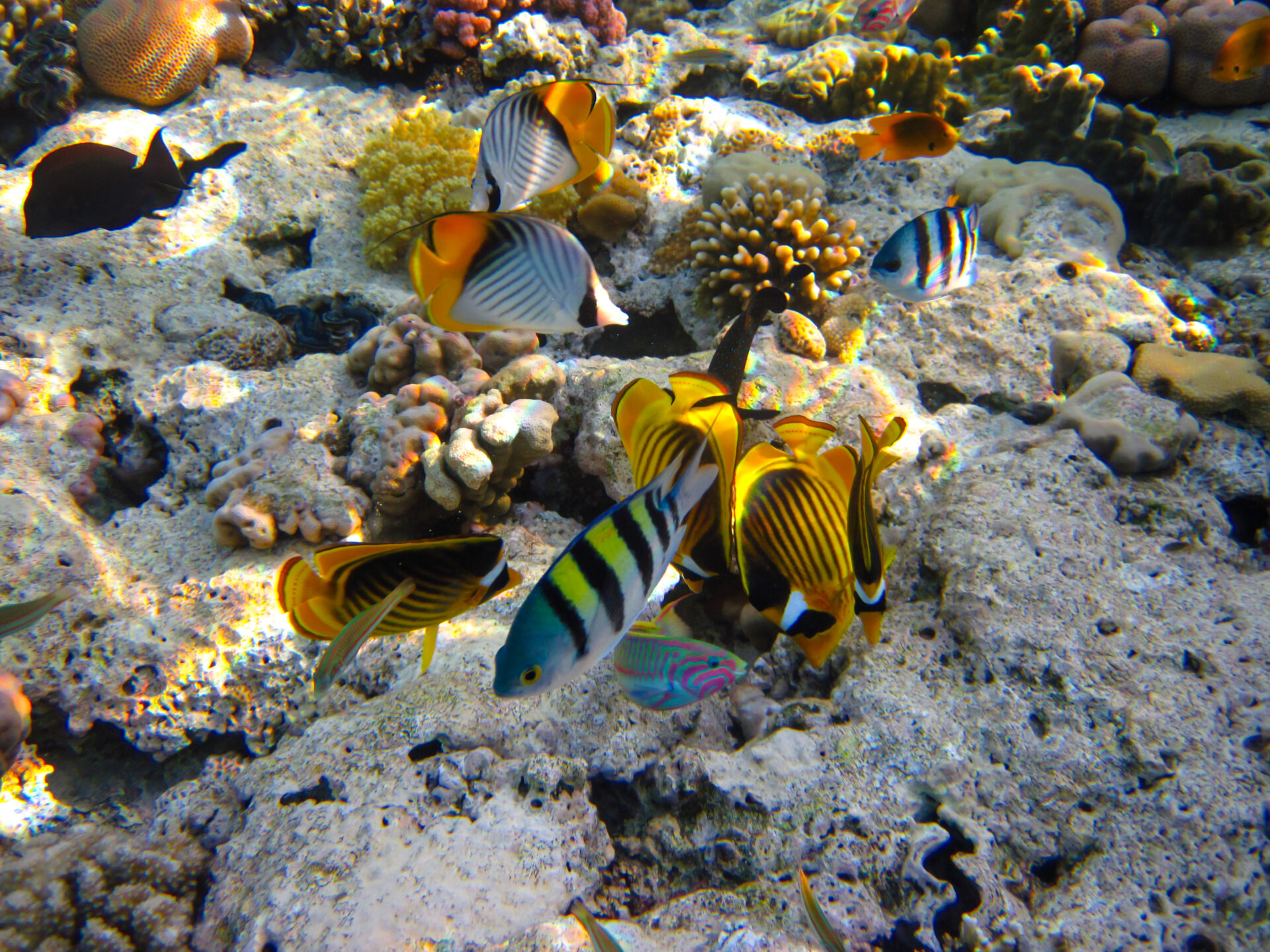 Exotische Fische im Roten Meer