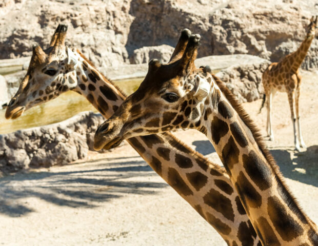 Giraffen, Oasis Park, Fuerteventura