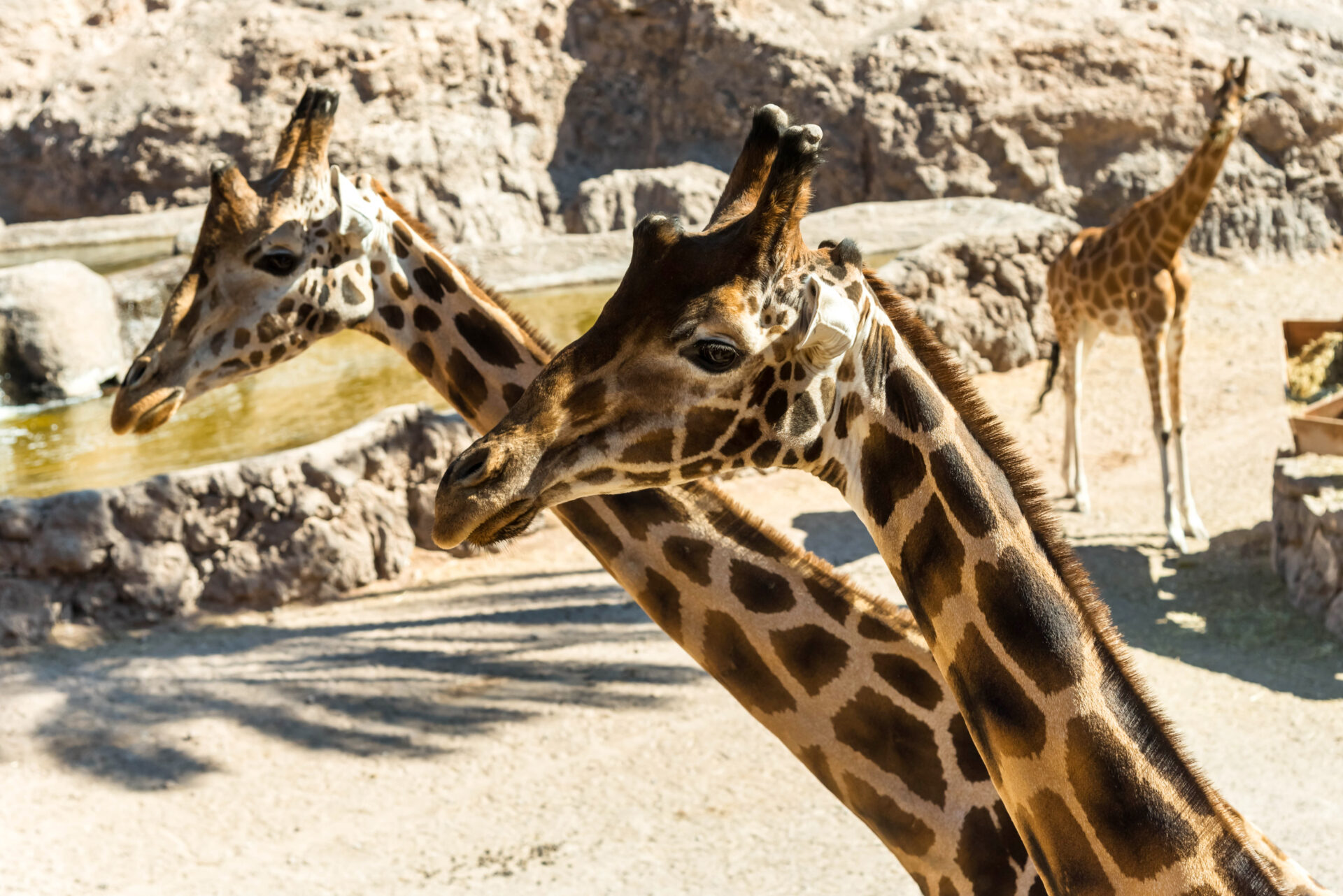 Giraffen, Oasis Park, Fuerteventura