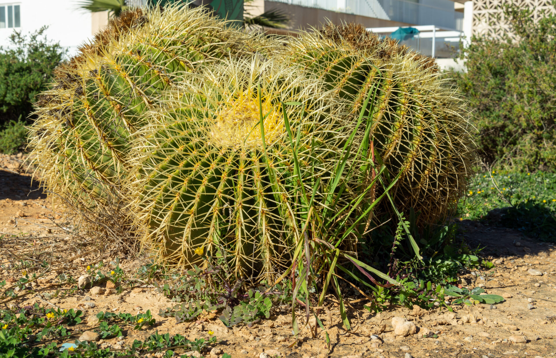 Kaktus in colonia de sant jordi