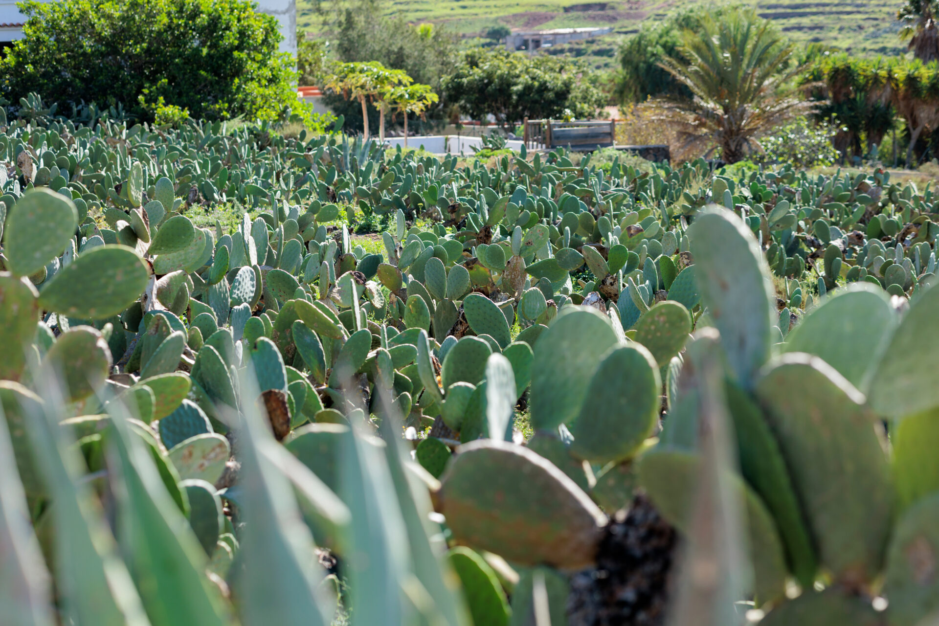 Vallebron La Oliva Fuerteventura