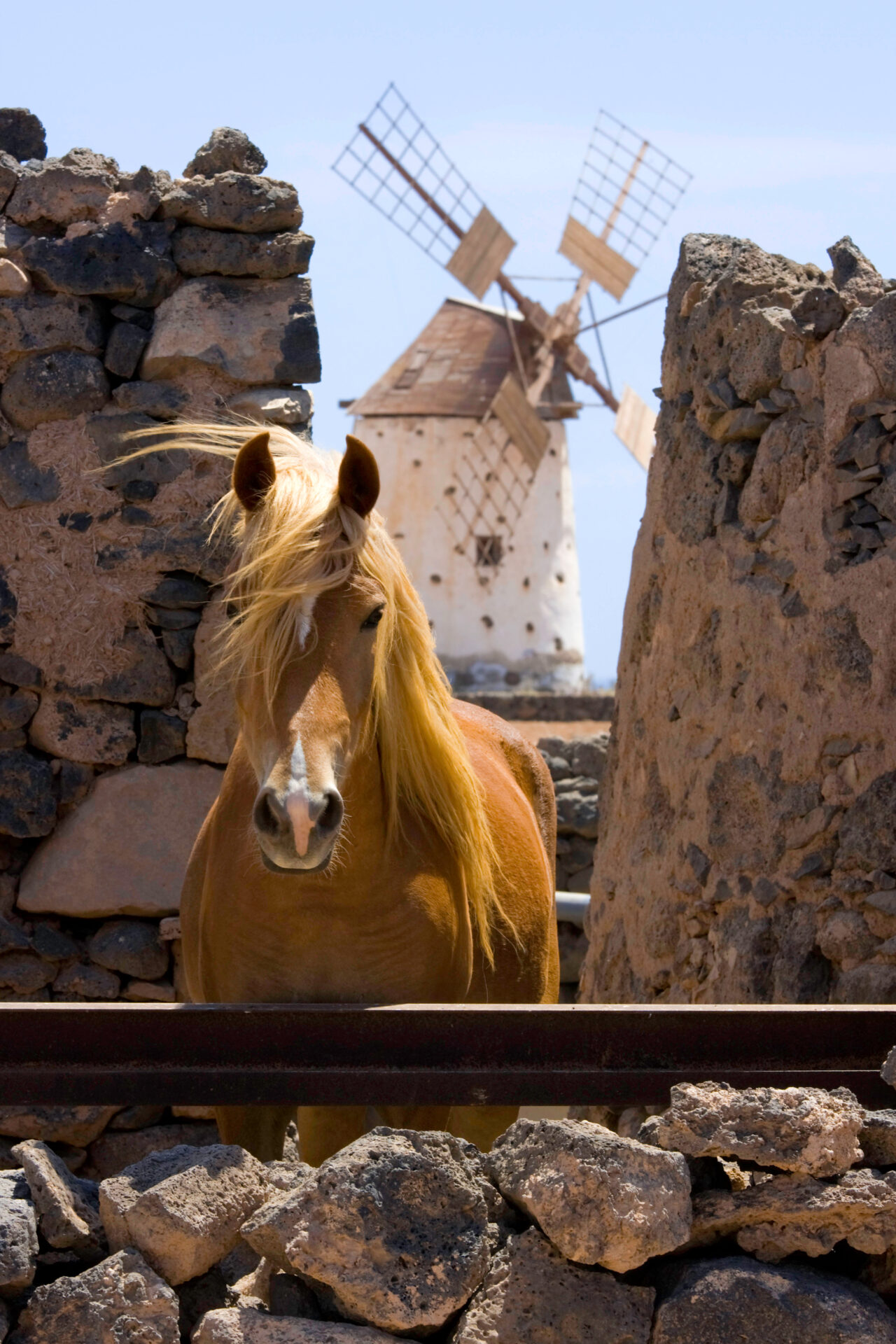 Pferd, Reiten, Fuerteventura