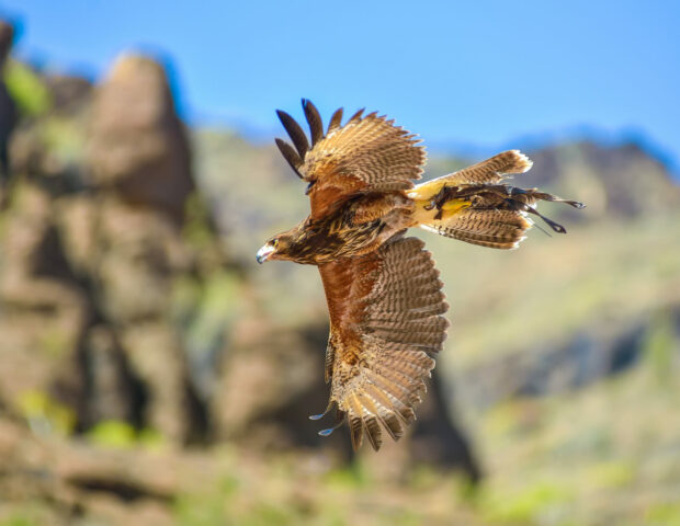 Raubvogel im Palmitos Park, Gran Canaria