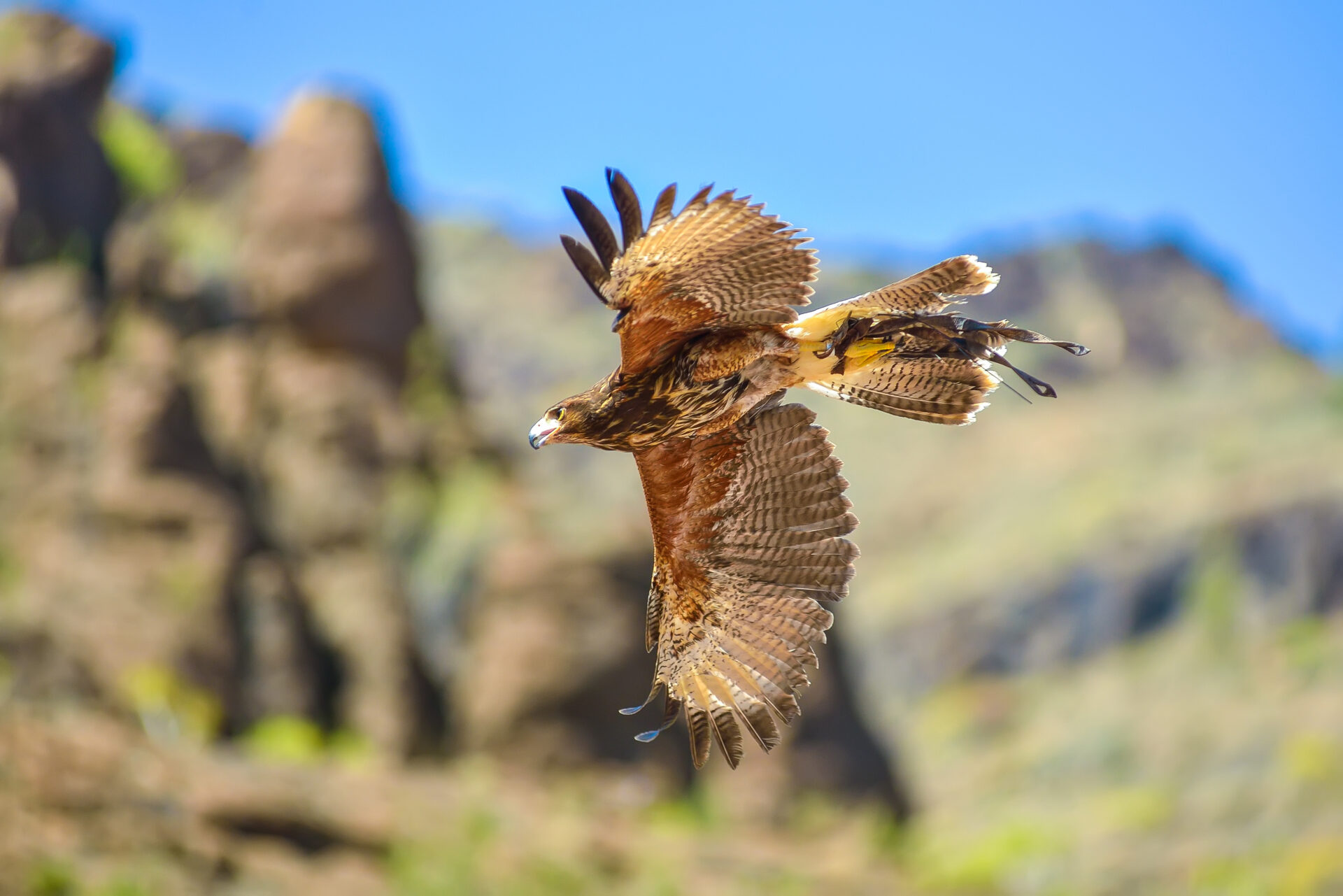 Raubvogel im Palmitos Park, Gran Canaria