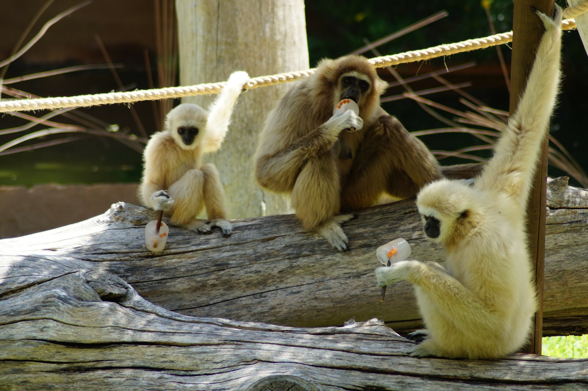 Palmitos Park auf Gran Canaria, Gibbons