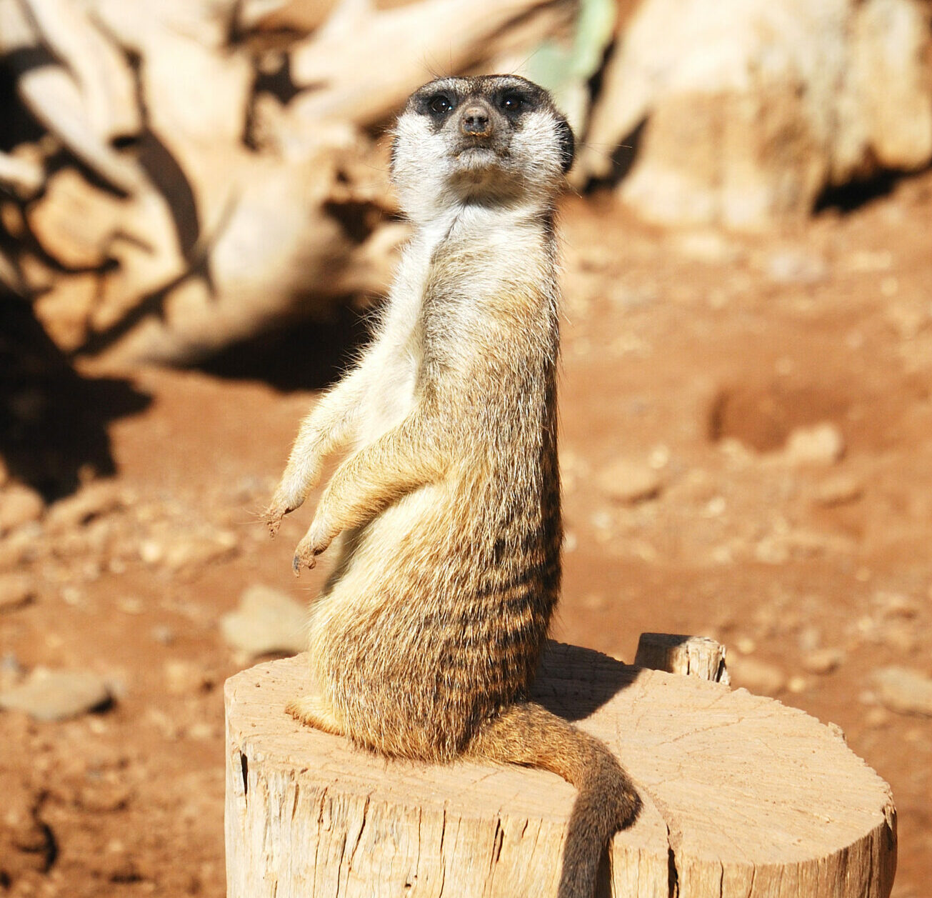 Palmitos park, Gran Canaria, Erdmännchen