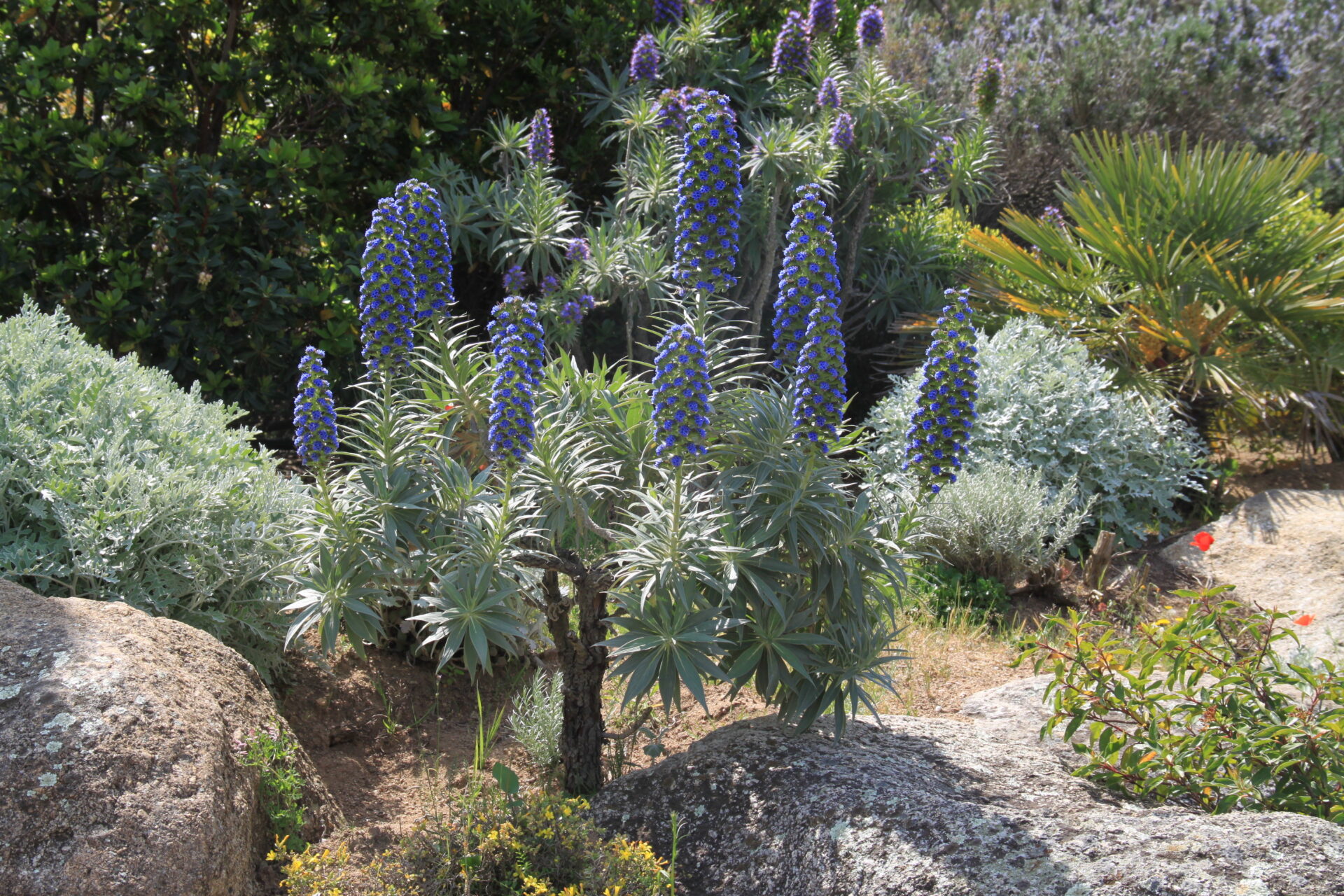 Blumen Madeira