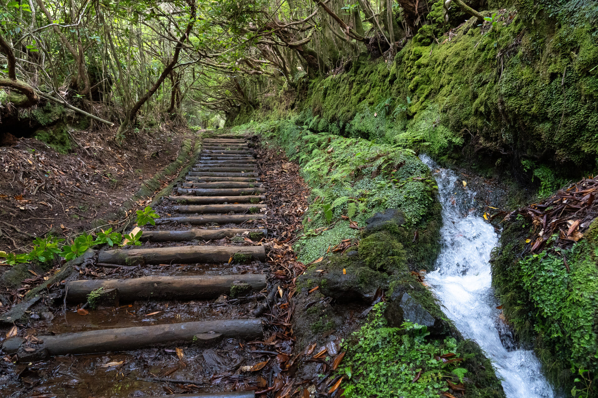 Levada dos Cedros