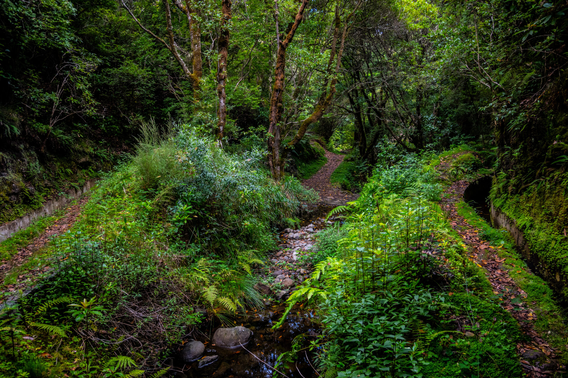 Levada da Serra do Faial