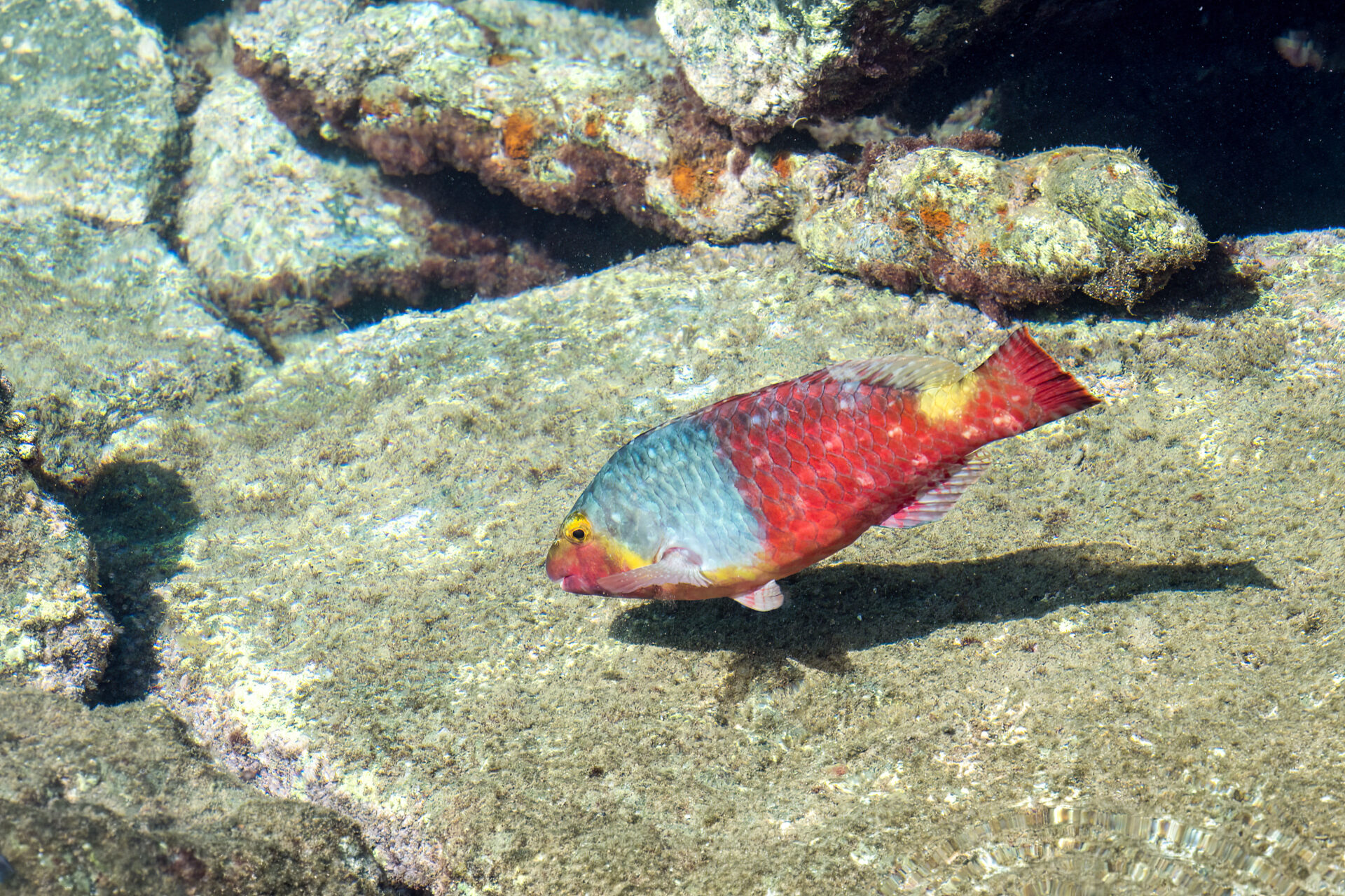 Tauchen, Schnorcheln, Fische, Gran Canaria, Tauchen und Schnorcheln auf Gran Canaria