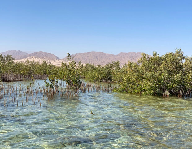 Mangroven Bäume im Nabq-Nationalpark in der Nähe von Dahab