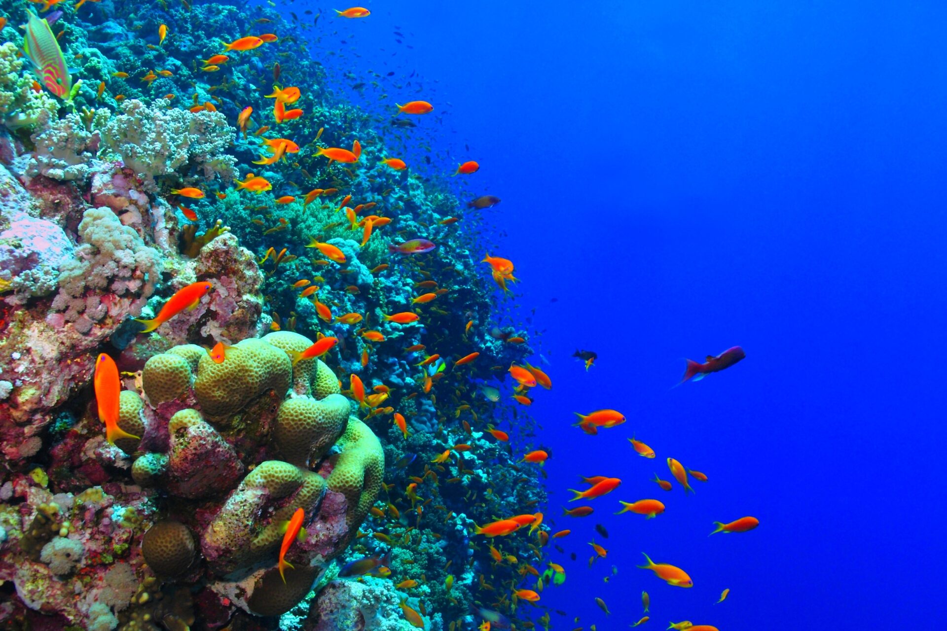 Tauchen in Dahab, Ägypten