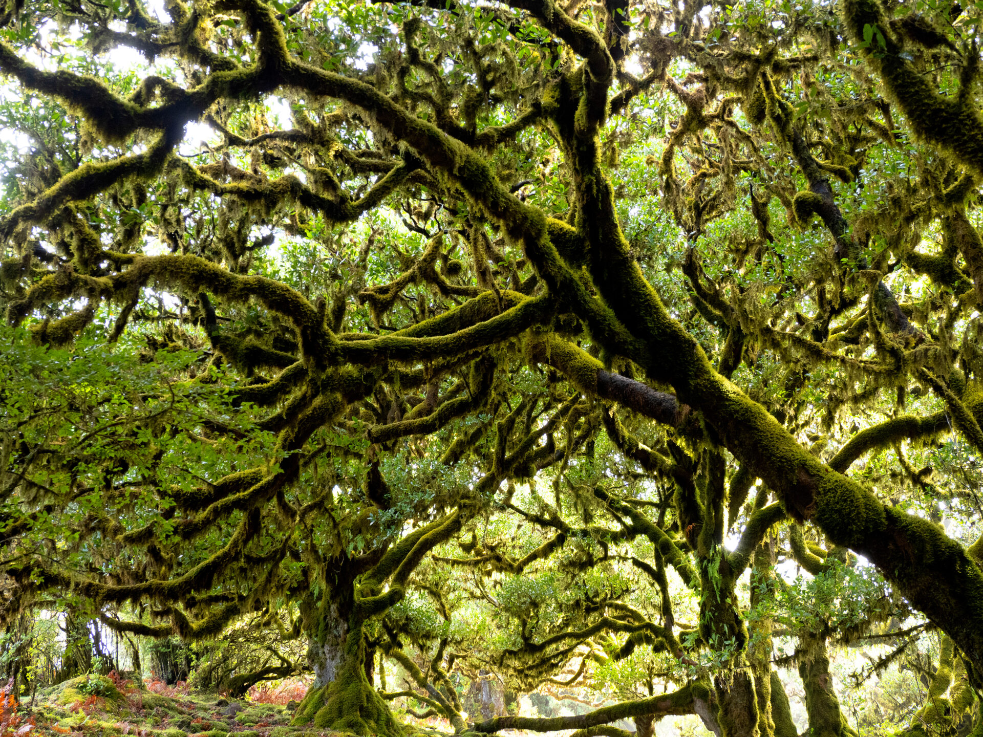 Feenwald Madeira - alte Bäume und tolle Natur