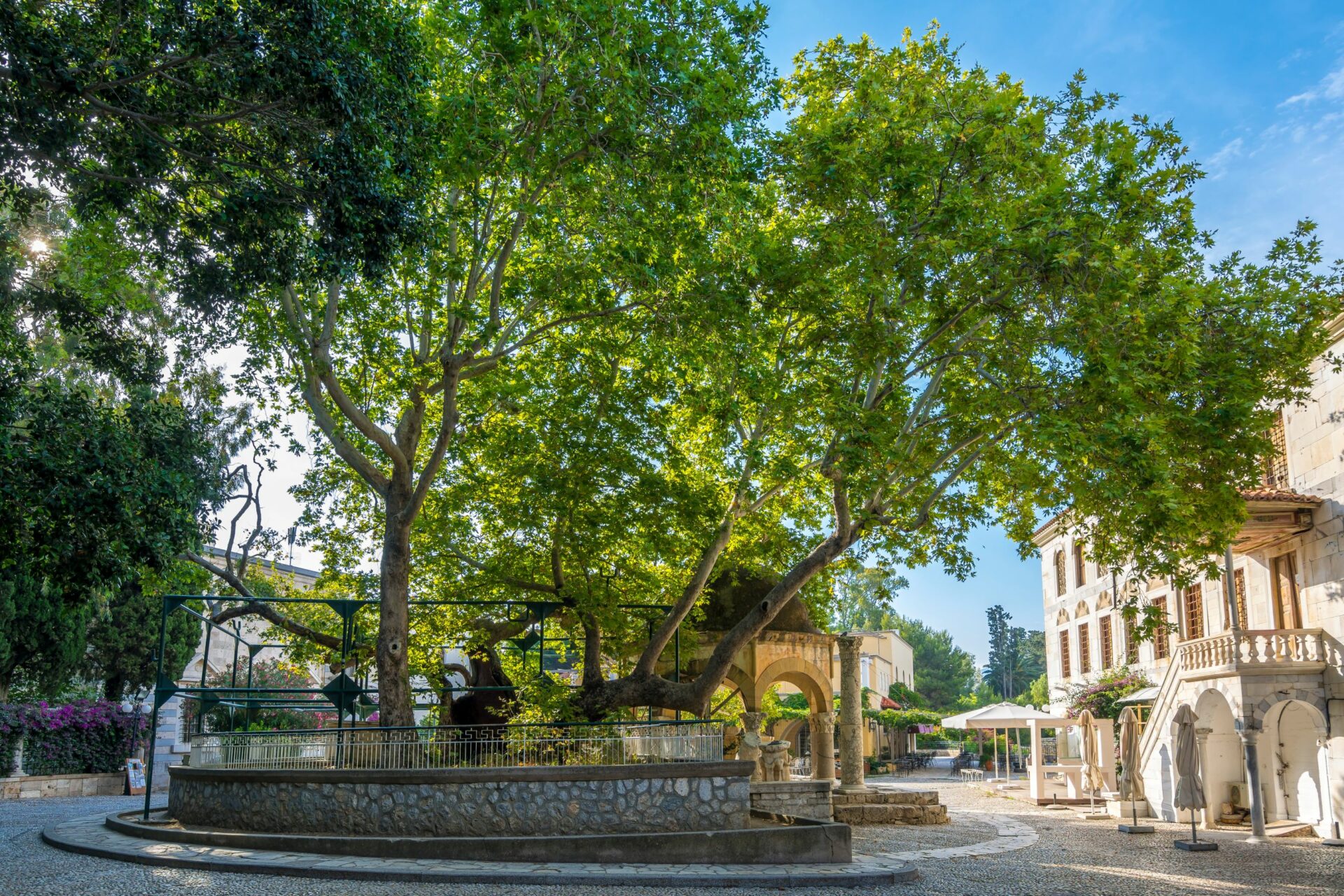 Plane Tree of Hippocrates, Kos