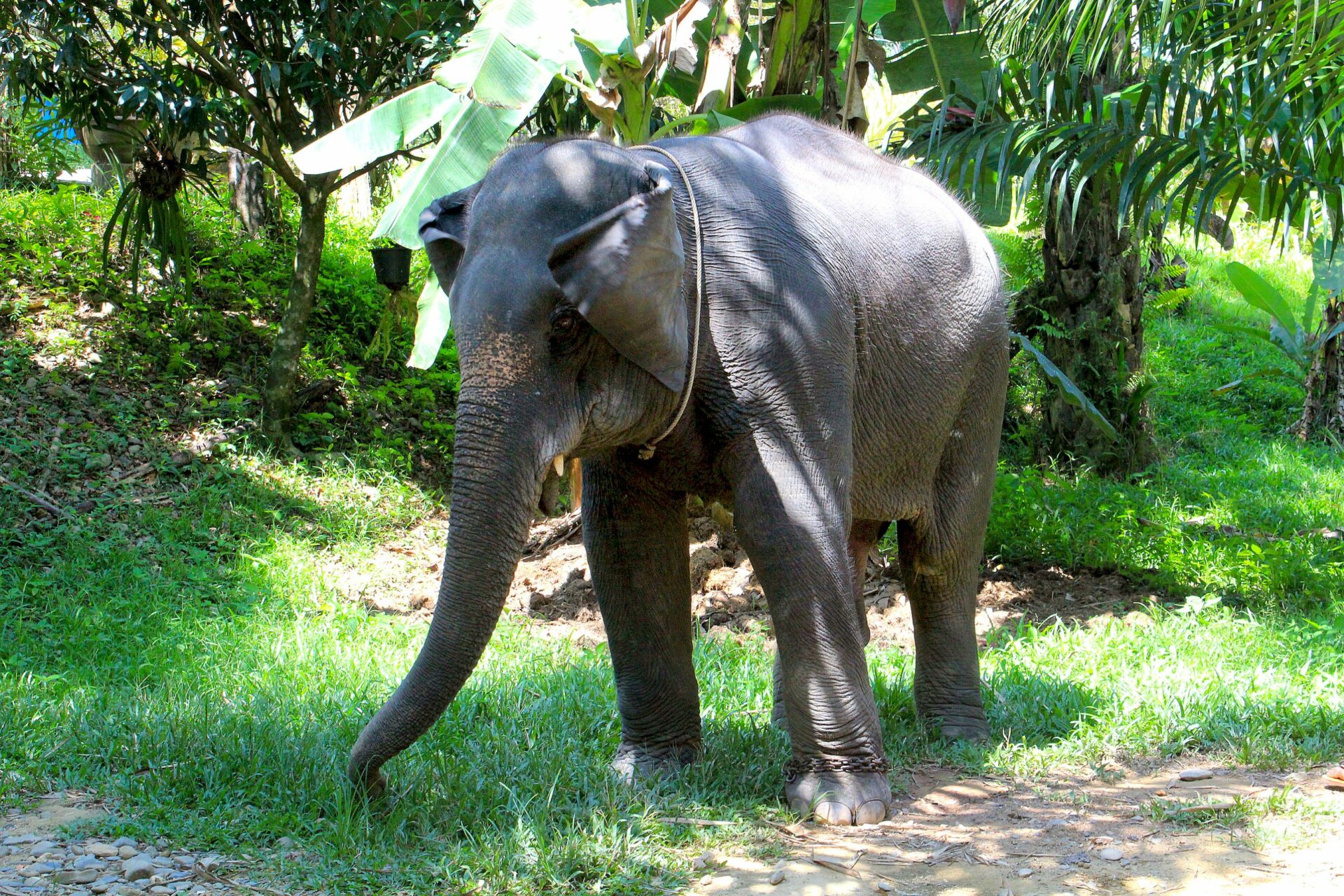 Elefanten in Khao Lak