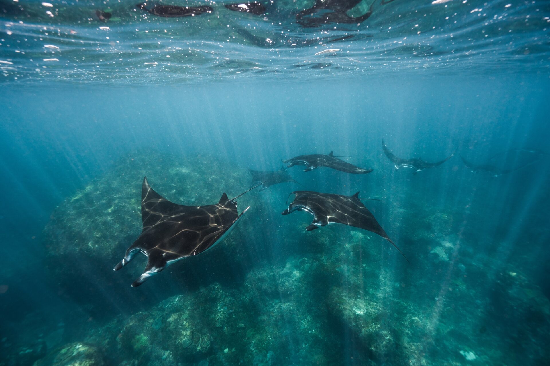 Mantas am Manta Point