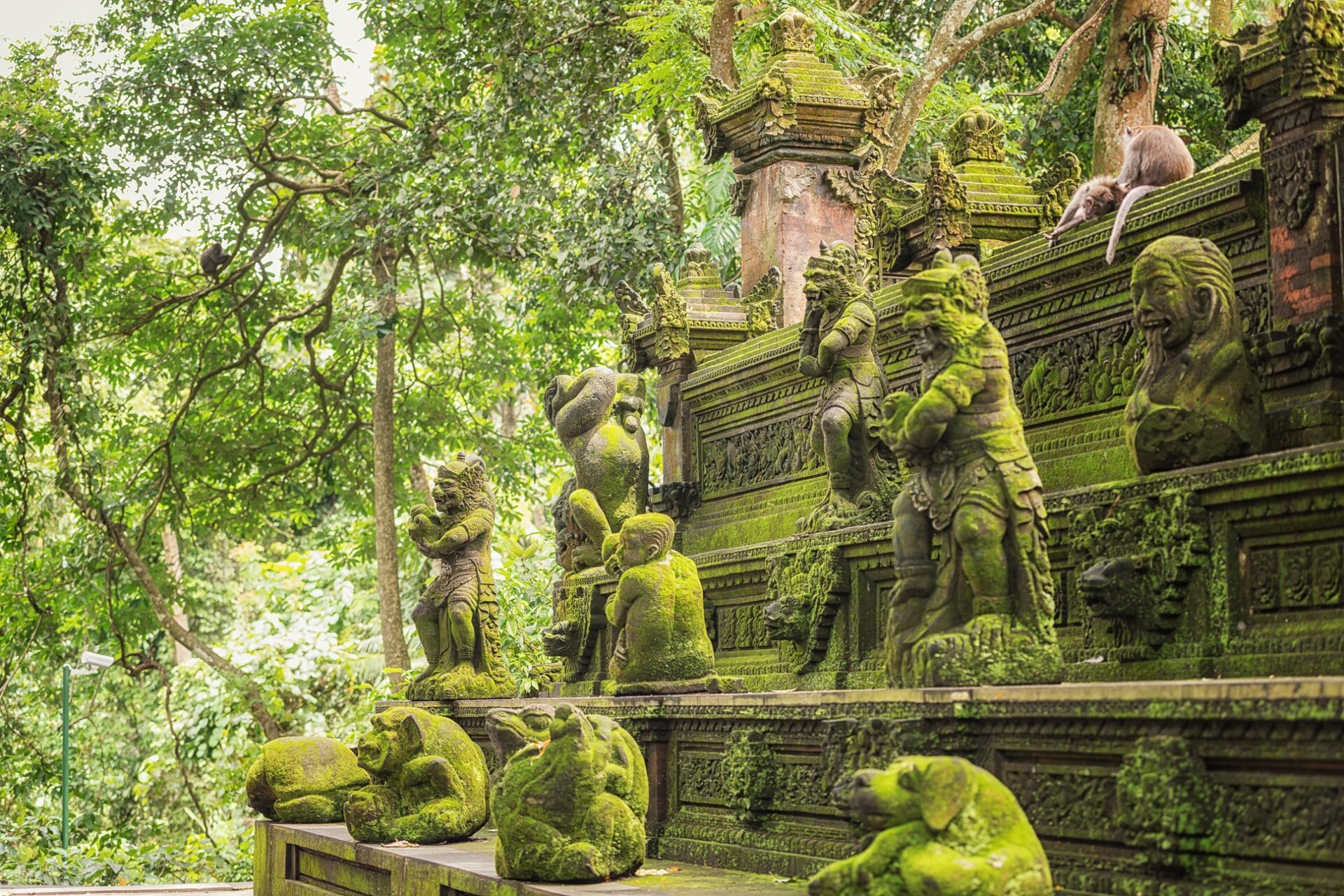 Monkey Forest
