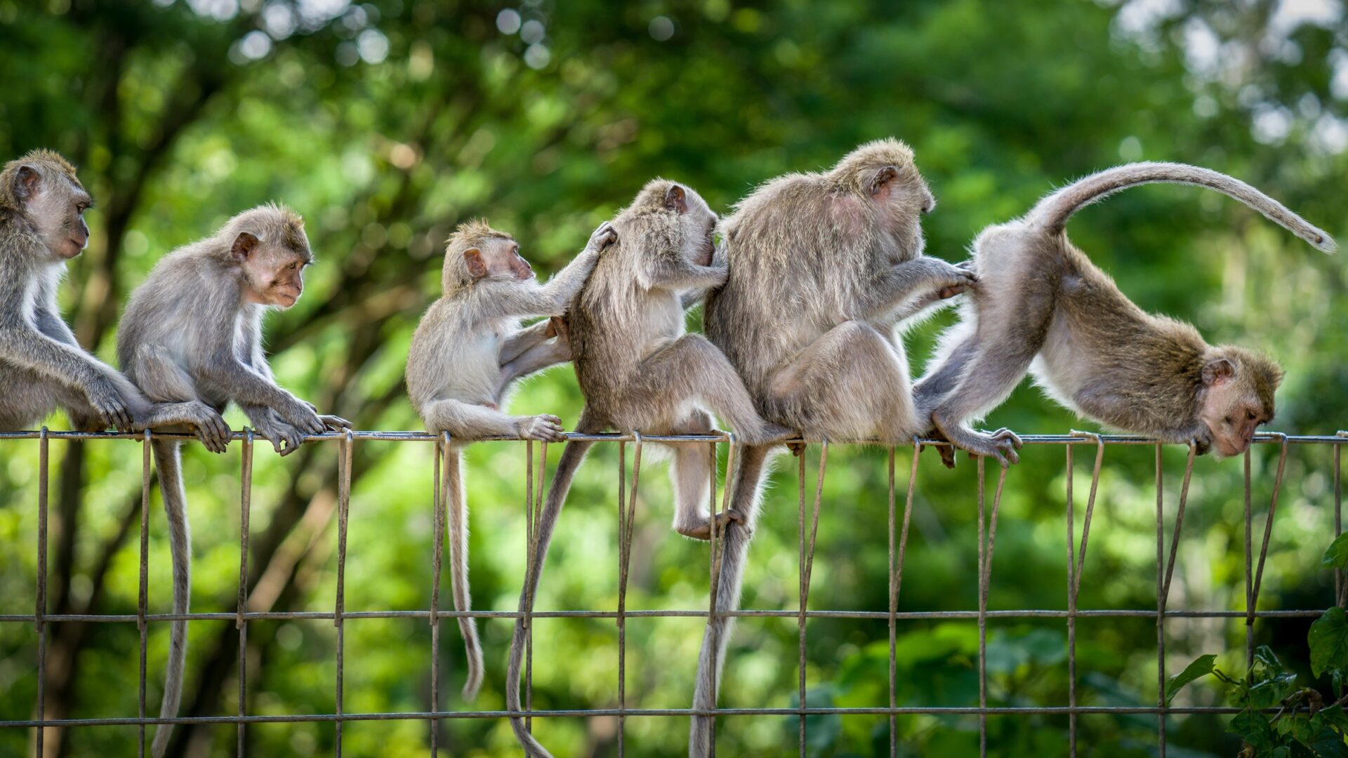 Monkey Forest