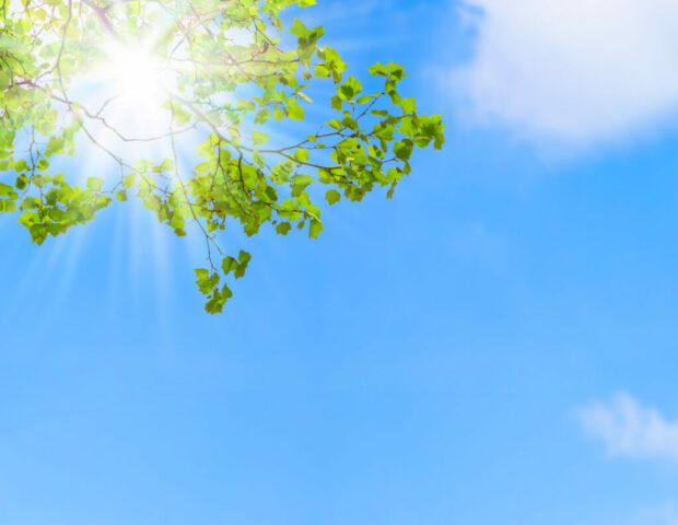 Reiseziele im Frühling, Sonne scheint durch Baumwipfel
