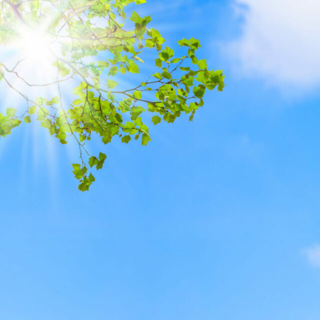 Reiseziele im Frühling, Sonne scheint durch Baumwipfel