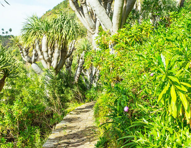 Botanischer Garten Gran Canaria