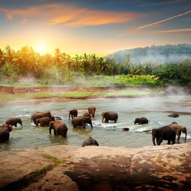 Elefanten beim Baden, Sri Lanka