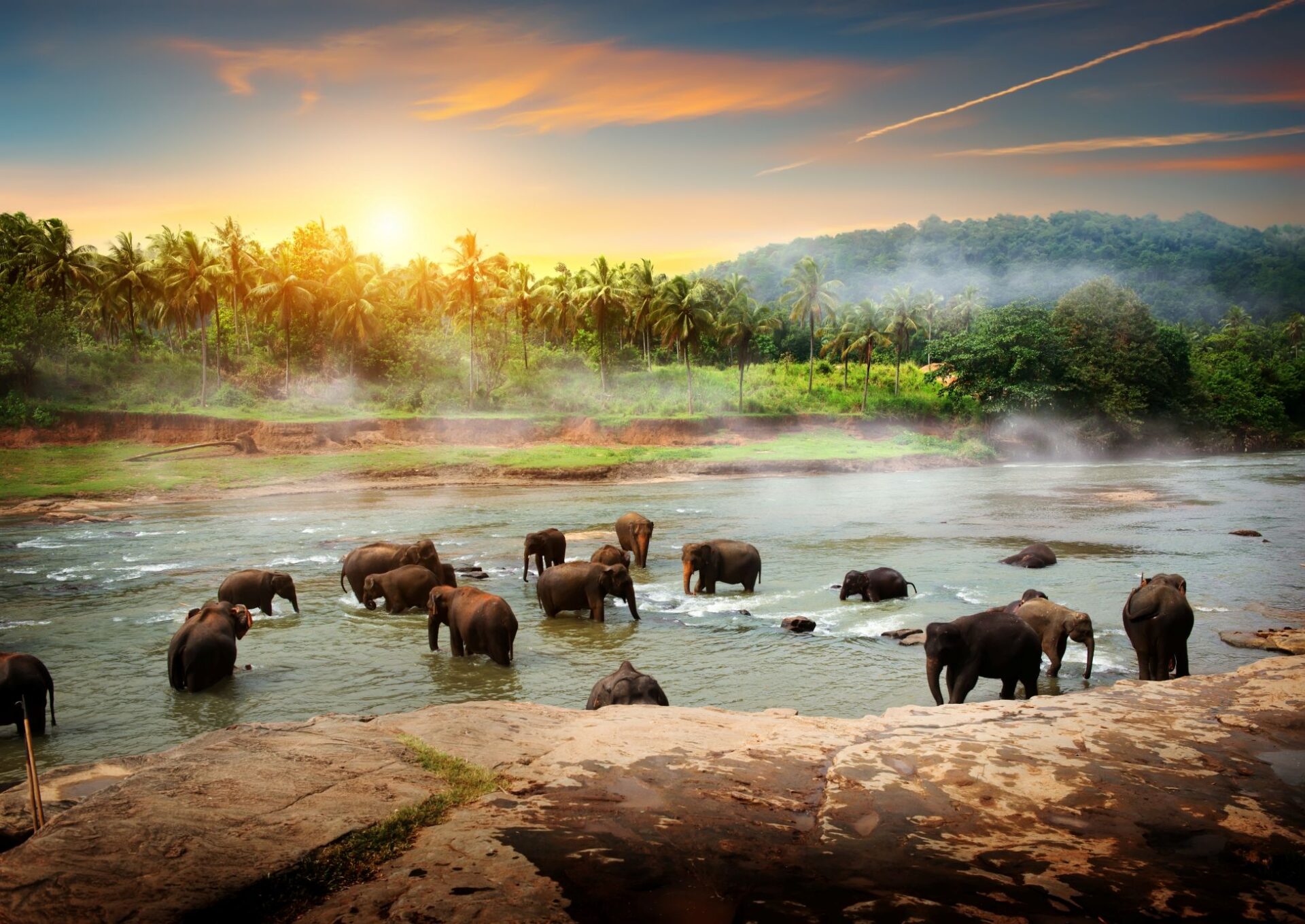 Elefanten beim Baden, Sri Lanka