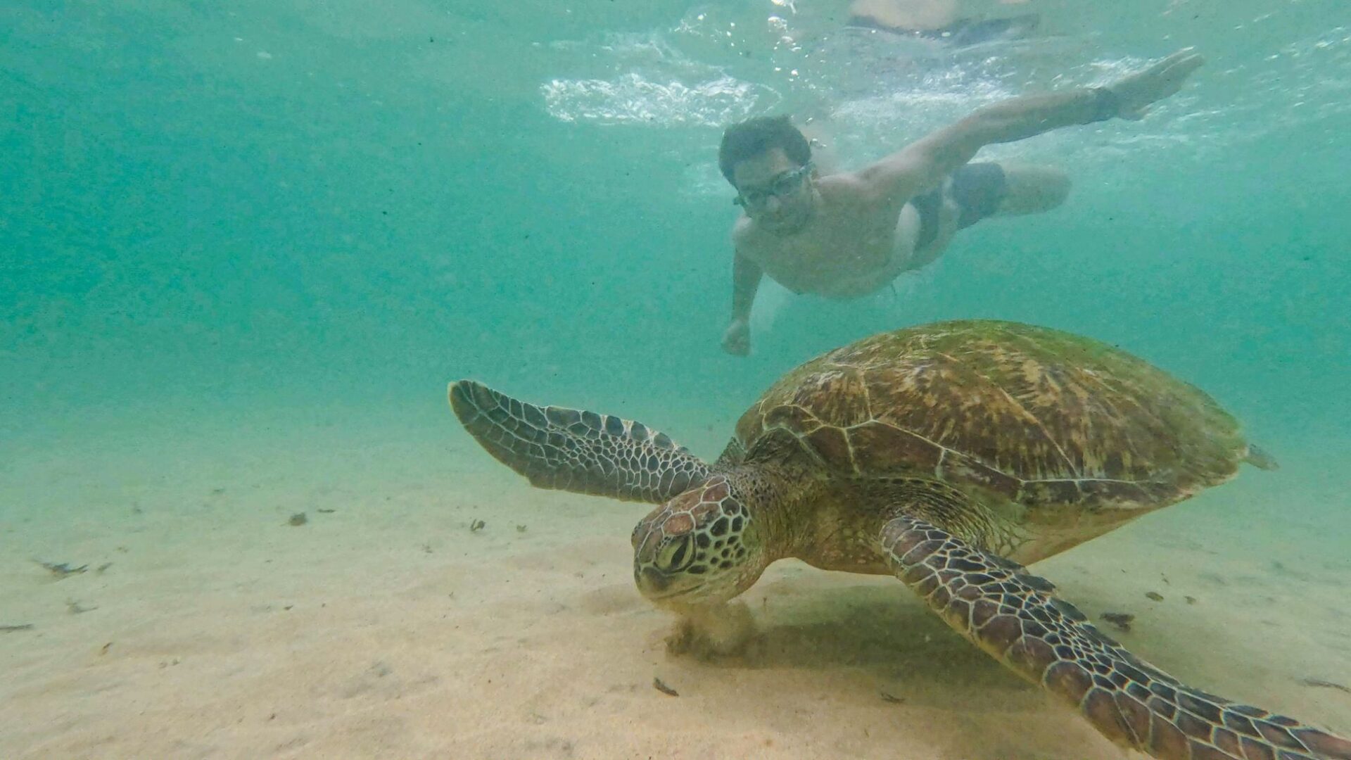 Schildkröte, Sri Lanka
