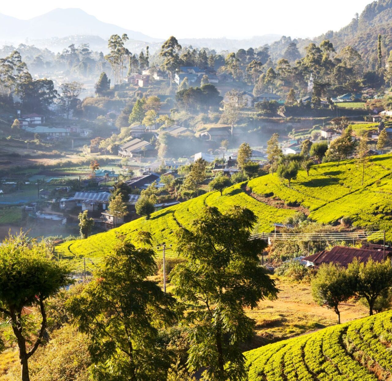 Teeplantage, Sri Lanka