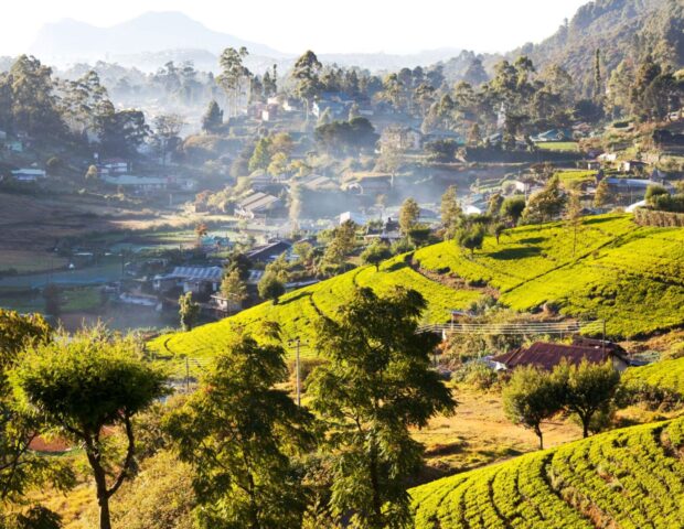 Teeplantage, Sri Lanka