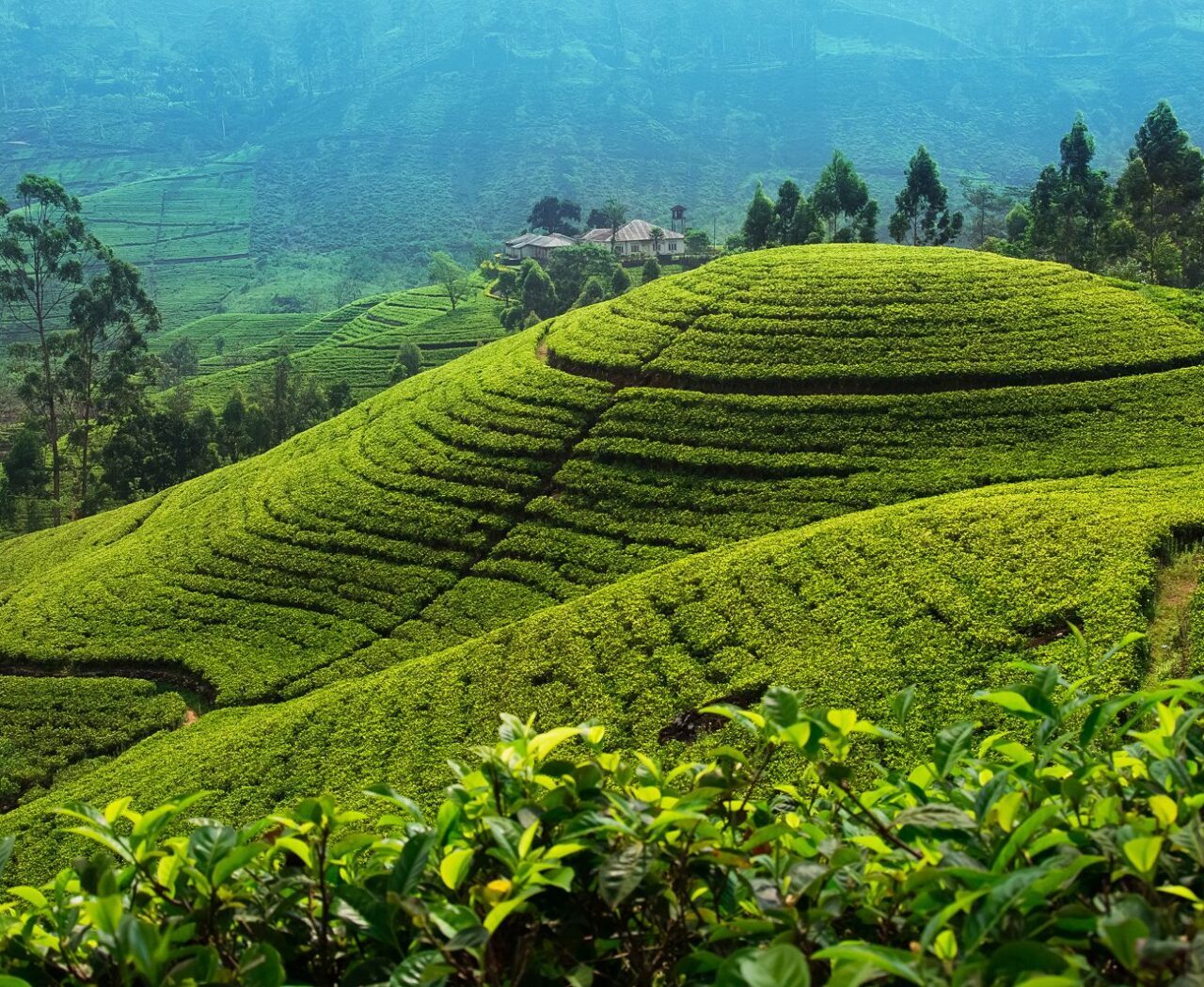 Teeplantage, Sri Lanka