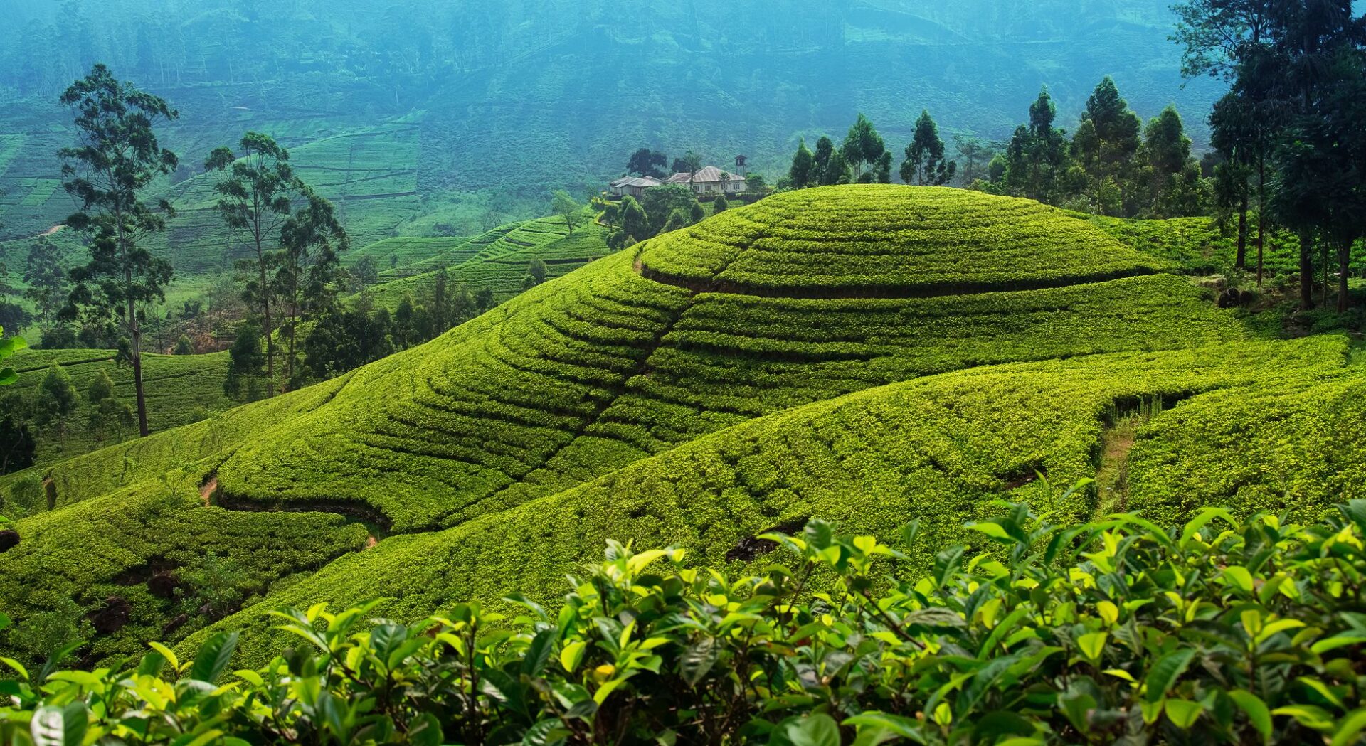 Teeplantage