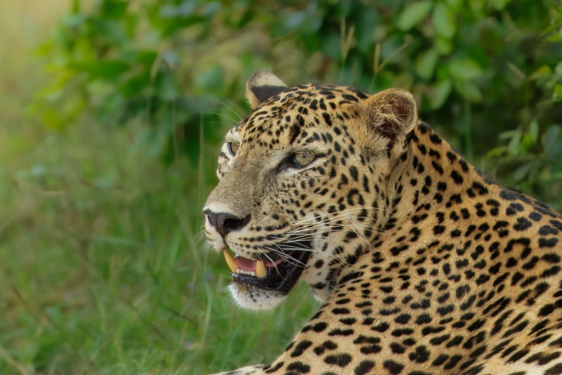 Yala Nationalpark, Leopard