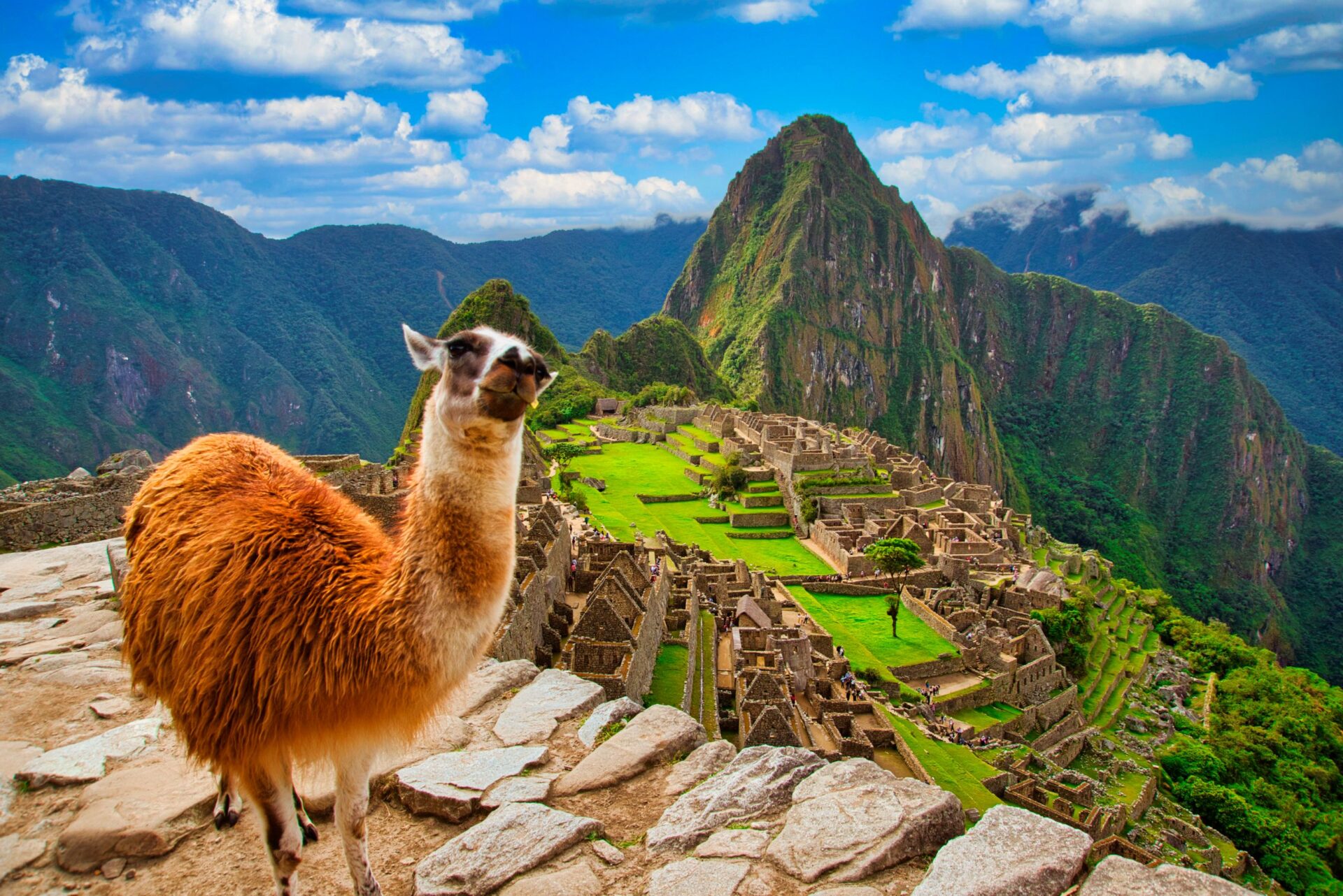 Alpaka vor dem Machu Picchu, Peru