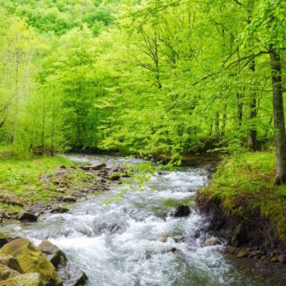 Buchenwälder Ukraine