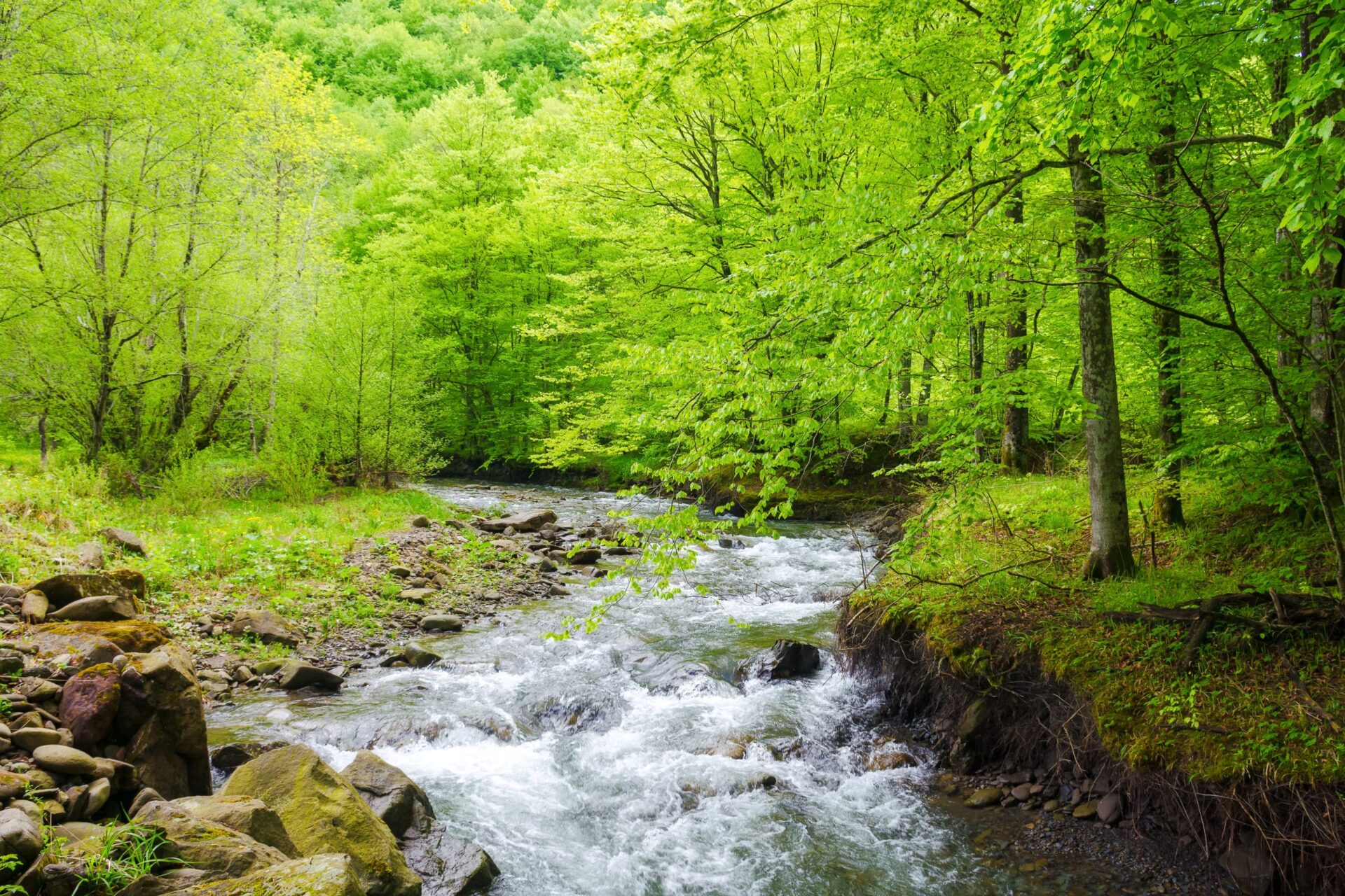 Buchenwälder Ukraine