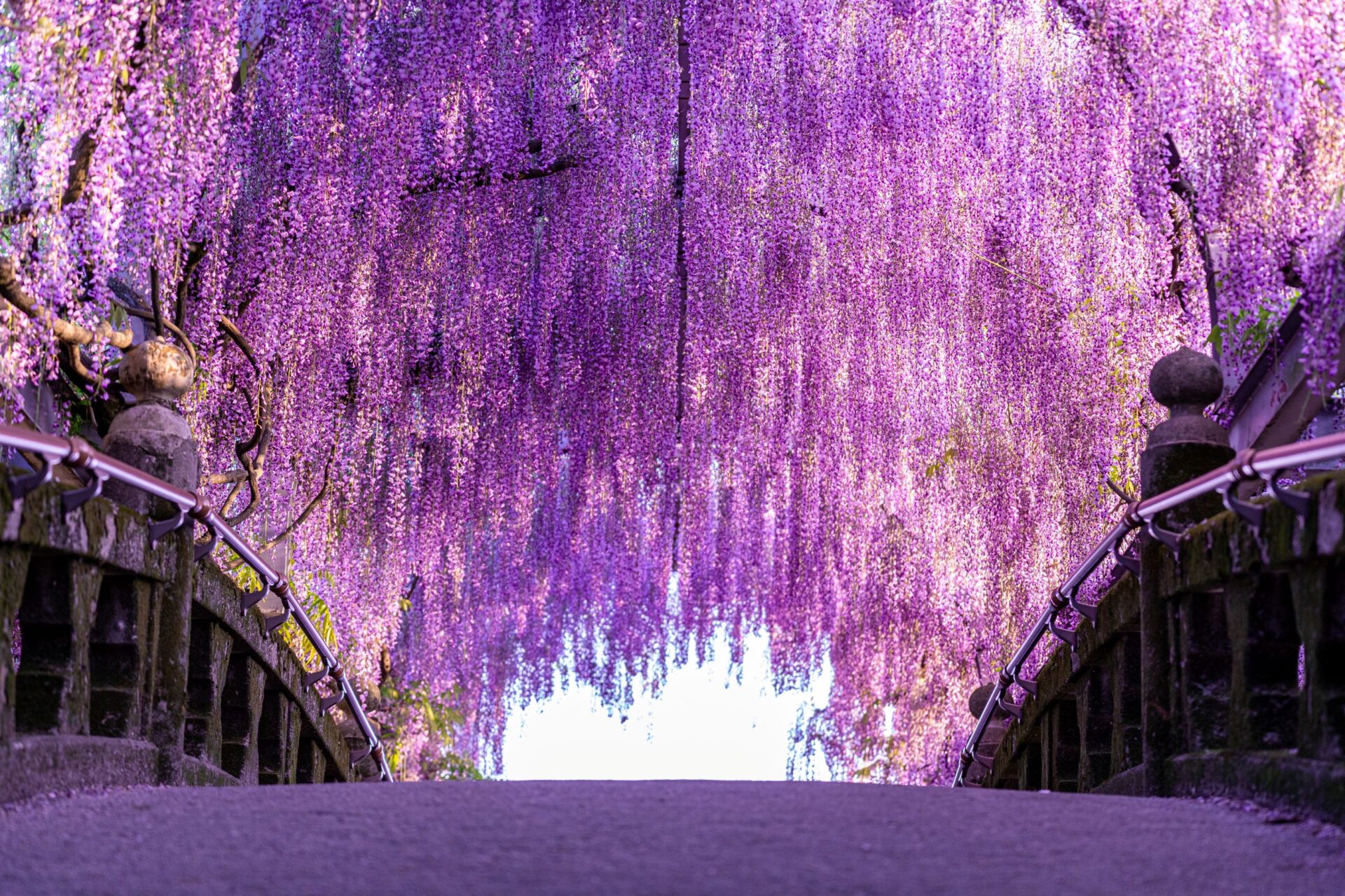 Kawachi Fuji Garden, Japan