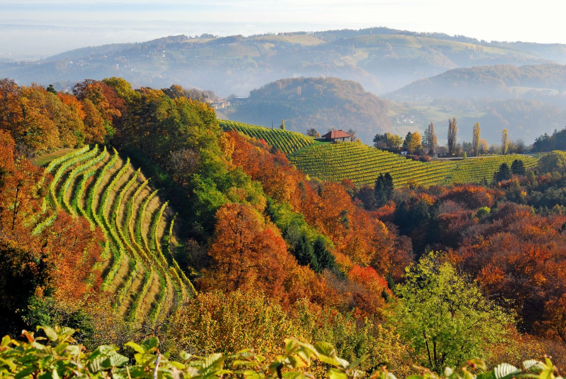 Steiermark, Weinberge