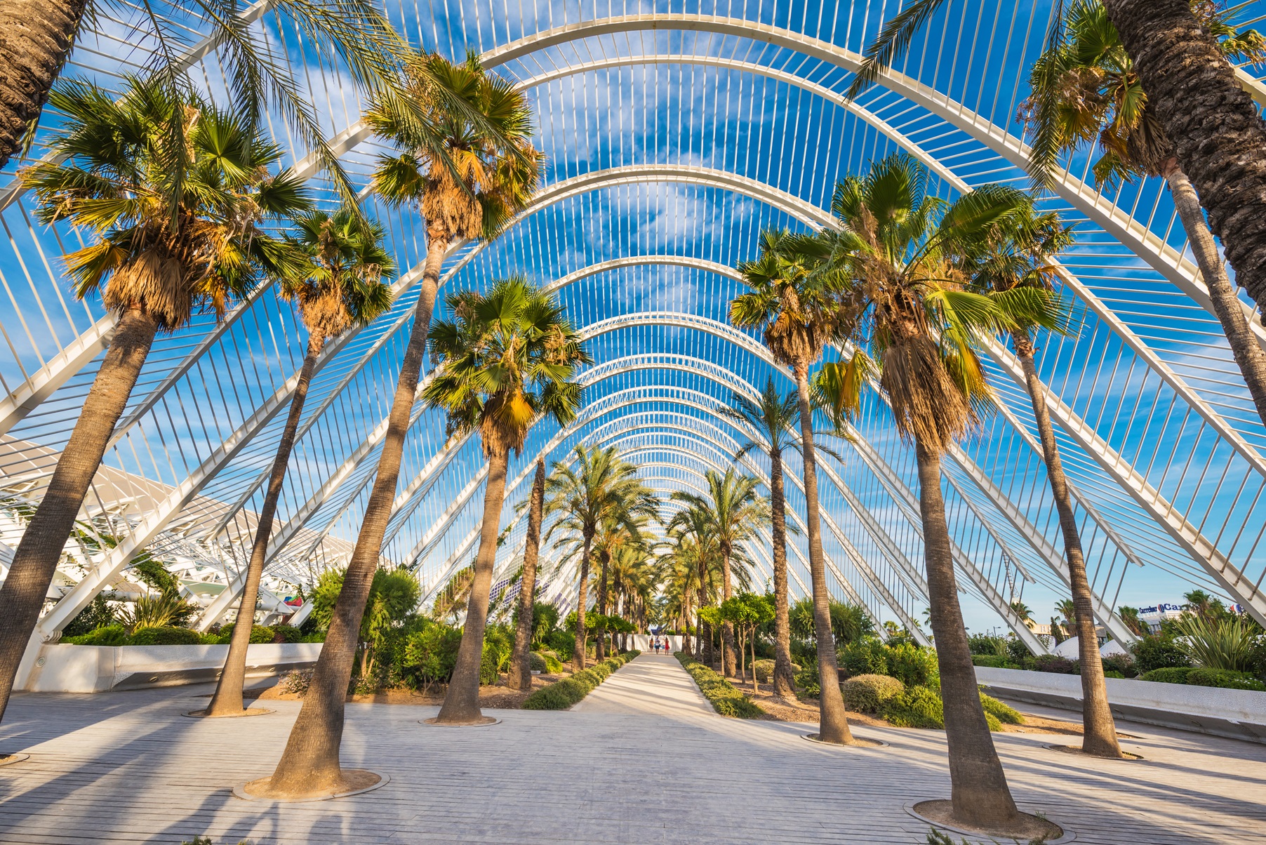 palm tree park in Valencia, Spain